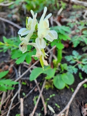 Corydalis cava