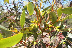 Eucalyptus incrassata