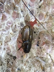 Labarrus cincticulus