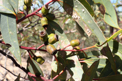 Eucalyptus incrassata