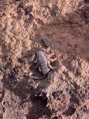 Hormuridae