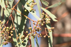 Eucalyptus largiflorens