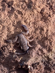 Hormuridae