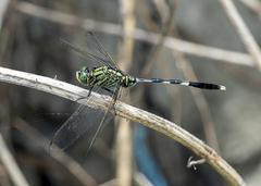 Orthetrum sabina