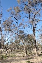 Eucalyptus largiflorens
