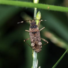 Elasmolomus squalidus