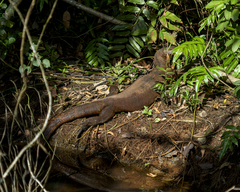 Varanus salvator macromaculatus