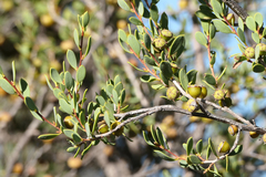 Leptospermum coriaceum