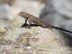 Sceloporus utiformis
