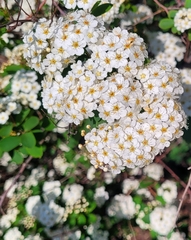 Spiraea cantoniensis