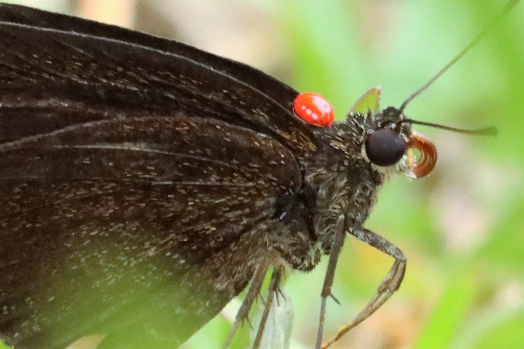Trombidium breei