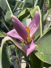 Musa ornata