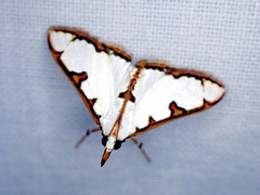 Autocharis hedyphaes