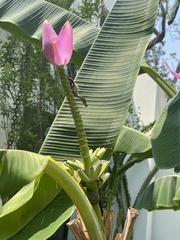 Musa ornata