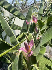 Musa ornata