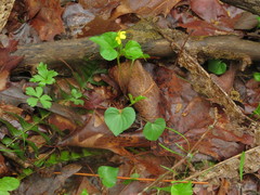 Viola eriocarpa