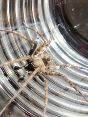 Tegenaria ferruginea