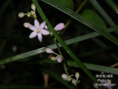 Liriope graminifolia
