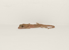 Hemidactylus mercatorius
