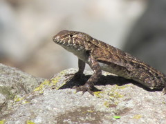 Sceloporus utiformis
