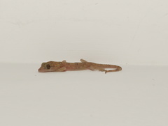 Hemidactylus mercatorius