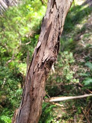 Leptospermum grandifolium