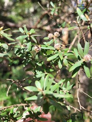 Leptospermum grandifolium