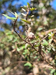 Leptospermum grandifolium