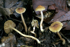 Inocybe microteroxantha