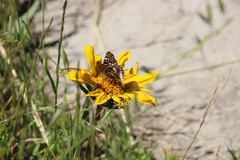 Euphydryas chalcedona