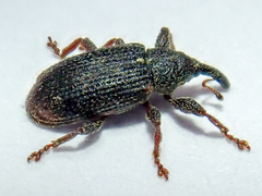 Bradybatus kellneri