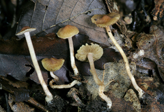 Inocybe microteroxantha