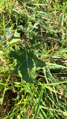Solanum