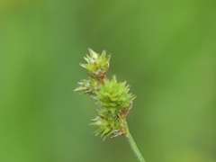 Carex molesta