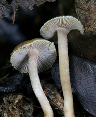 Inocybe microteroxantha