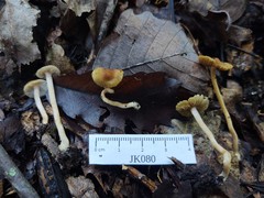 Inocybe microteroxantha