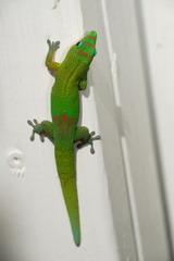 Phelsuma laticauda laticauda