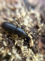 Rhyncolus elongatus