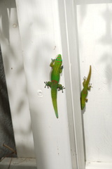 Phelsuma laticauda laticauda