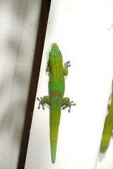 Phelsuma laticauda laticauda