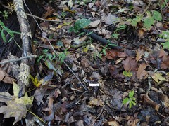 Inocybe microteroxantha