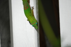 Phelsuma laticauda laticauda