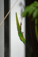 Phelsuma laticauda laticauda
