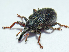 Bradybatus kellneri