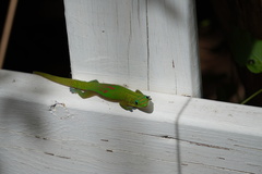 Phelsuma laticauda laticauda