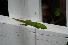 Phelsuma laticauda laticauda