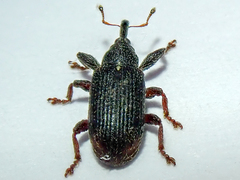 Bradybatus kellneri