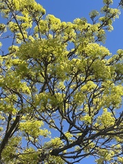 Chionanthus retusus