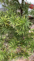 Podocarpus macrophyllus