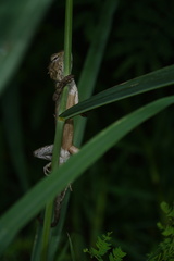 Calotes versicolor